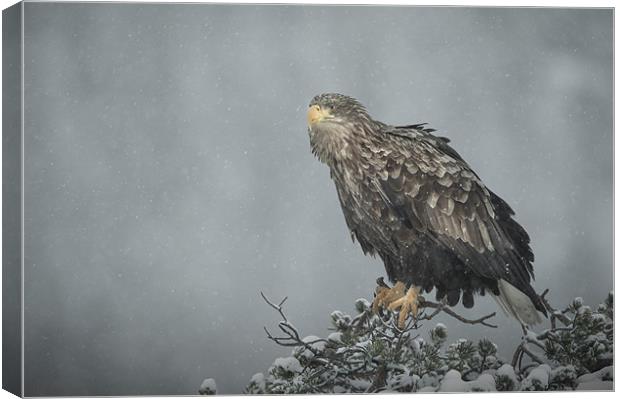 Snow Eagle Canvas Print by Natures' Canvas: Wall Art  & Prints by Andy Astbury