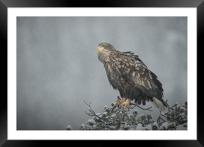 Snow Eagle Framed Mounted Print by Natures' Canvas: Wall Art  & Prints by Andy Astbury