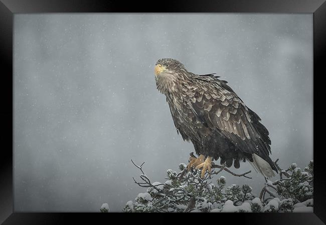 Snow Eagle Framed Print by Natures' Canvas: Wall Art  & Prints by Andy Astbury