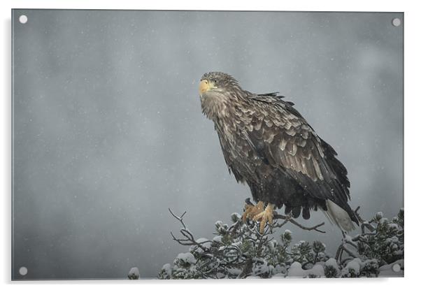 Snow Eagle Acrylic by Natures' Canvas: Wall Art  & Prints by Andy Astbury