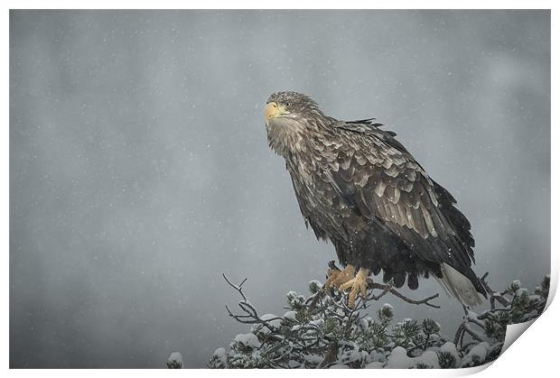 Snow Eagle Print by Natures' Canvas: Wall Art  & Prints by Andy Astbury