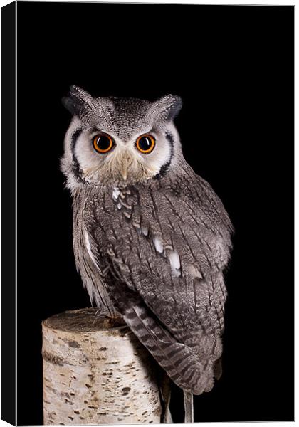Southern White Faced Owl Canvas Print by Mark Kyte