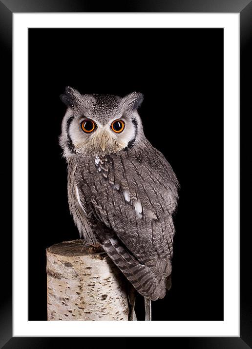 Southern White Faced Owl Framed Mounted Print by Mark Kyte