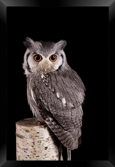 Southern White Faced Owl Framed Print by Mark Kyte