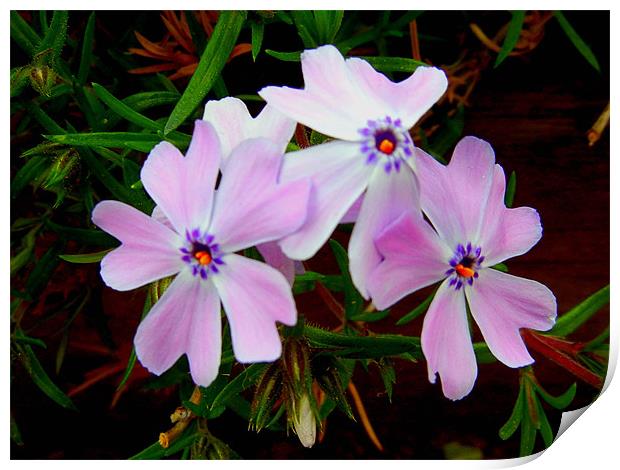 Phlox Print by Barbara Schafer