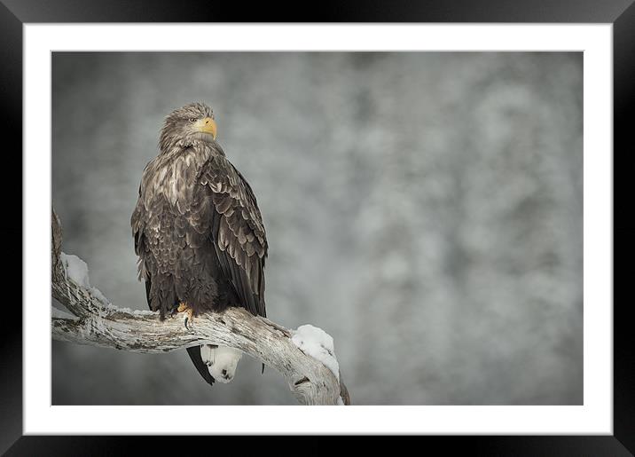 The Surveyor Framed Mounted Print by Natures' Canvas: Wall Art  & Prints by Andy Astbury