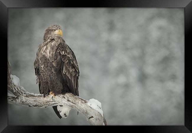 The Surveyor Framed Print by Natures' Canvas: Wall Art  & Prints by Andy Astbury