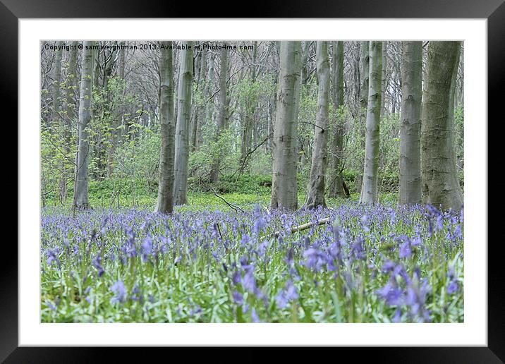blue bell wood, north yourksher Framed Mounted Print by sam weightman