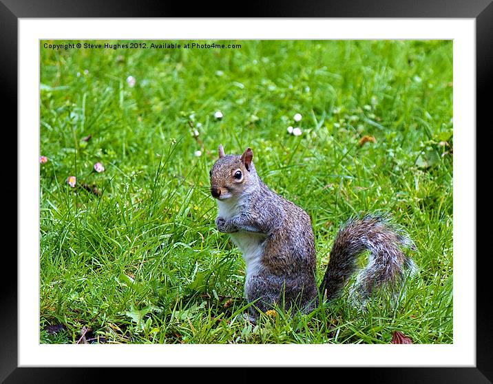 Spring Grey Squirrel Framed Mounted Print by Steve Hughes
