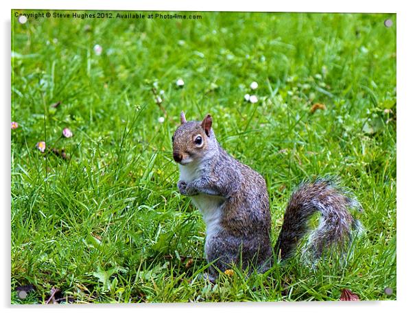 Spring Grey Squirrel Acrylic by Steve Hughes