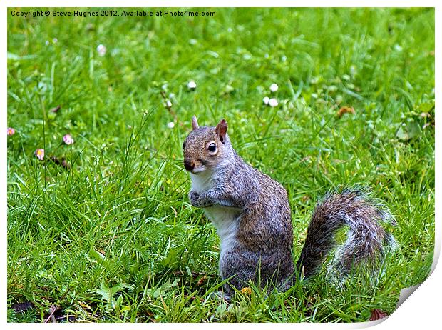 Spring Grey Squirrel Print by Steve Hughes