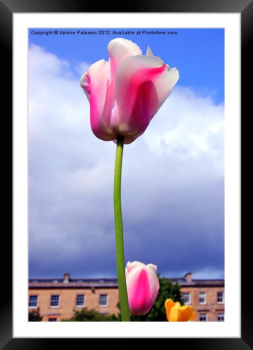 Glasgow Tulip Framed Mounted Print by Valerie Paterson