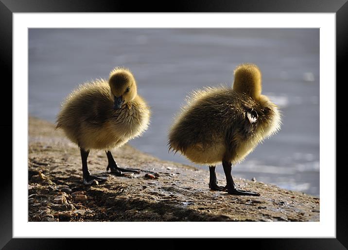Fluffy Ducklings Framed Mounted Print by Lise Baker