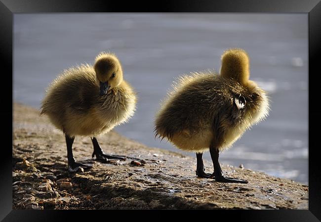 Fluffy Ducklings Framed Print by Lise Baker