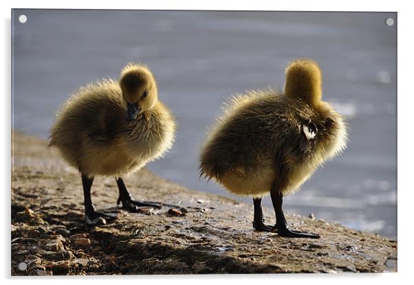Fluffy Ducklings Acrylic by Lise Baker