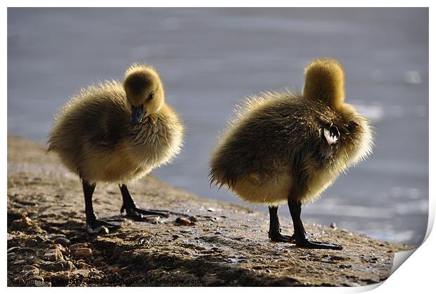 Fluffy Ducklings Print by Lise Baker