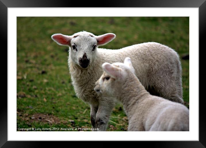 Welsh lambs Framed Mounted Print by Lucy Antony