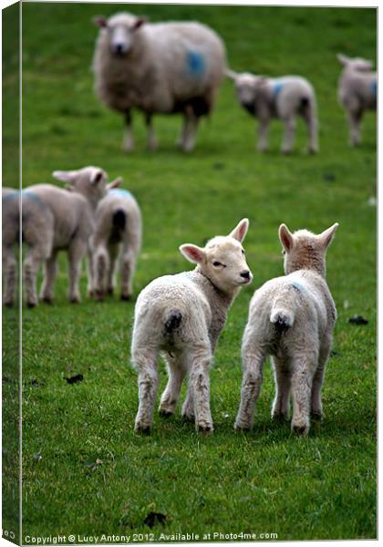 Welsh lambs 2 Canvas Print by Lucy Antony