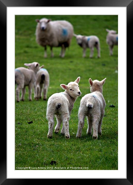 Welsh lambs 2 Framed Mounted Print by Lucy Antony