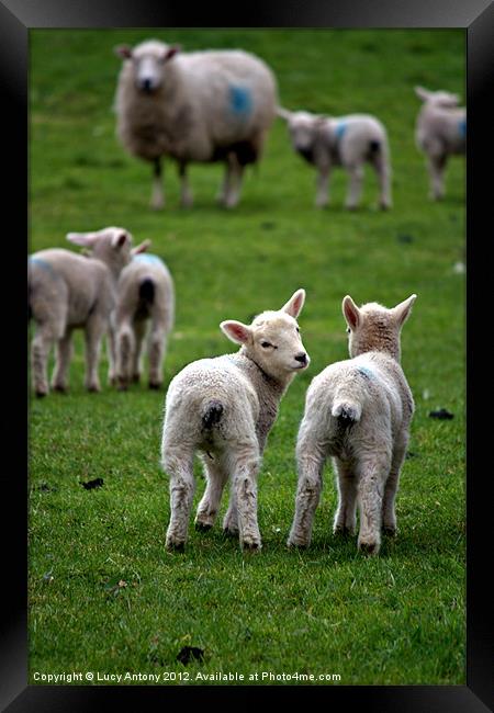 Welsh lambs 2 Framed Print by Lucy Antony