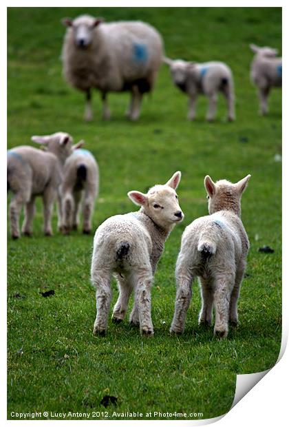 Welsh lambs 2 Print by Lucy Antony