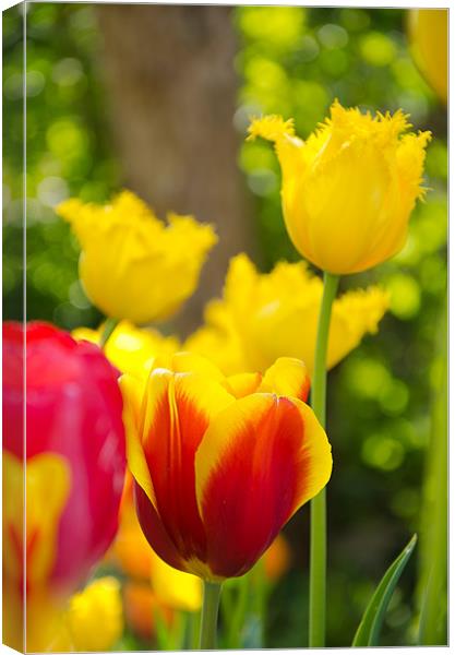 Tulips in Springtime Canvas Print by Andrew Ley