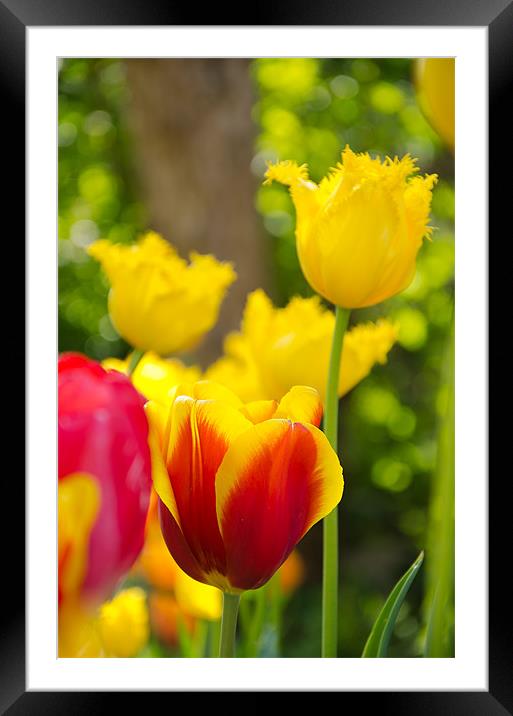 Tulips in Springtime Framed Mounted Print by Andrew Ley