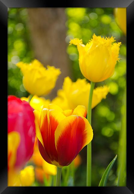 Tulips in Springtime Framed Print by Andrew Ley