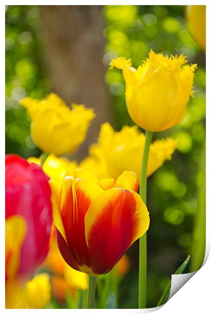 Tulips in Springtime Print by Andrew Ley