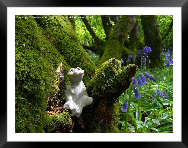 Bluebell Frog Framed Mounted Print by camera man