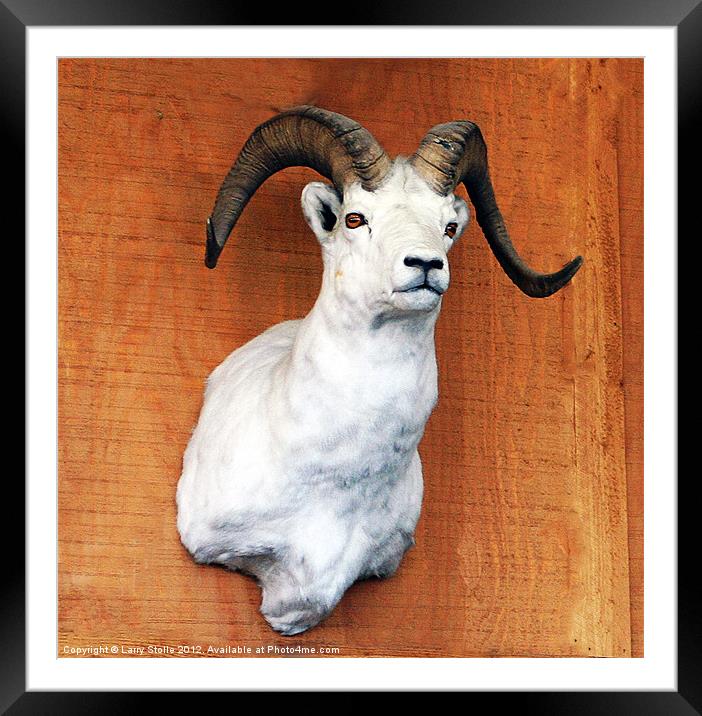 Bighorn sheep, Framed Mounted Print by Larry Stolle
