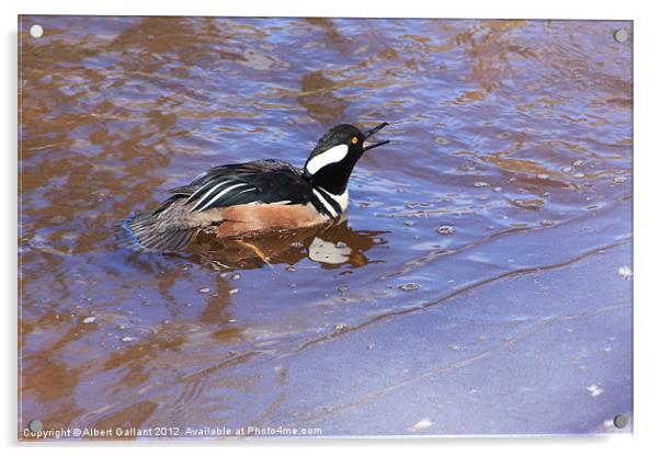 Merganser Duck Acrylic by Albert Gallant