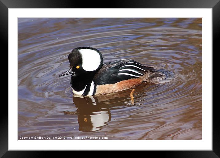 Merganser Duck Framed Mounted Print by Albert Gallant