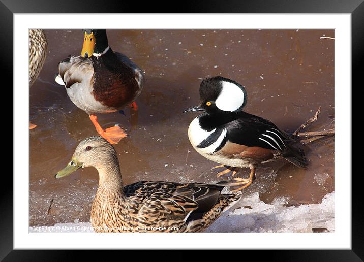 Ducks Framed Mounted Print by Albert Gallant