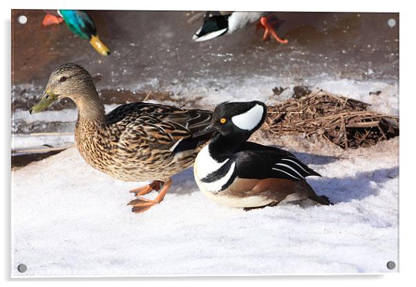 Ducks Acrylic by Albert Gallant