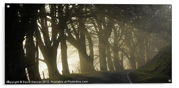 Woodland Rays Acrylic by David Hancox