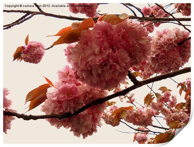 Blossom Sky Print by camera man