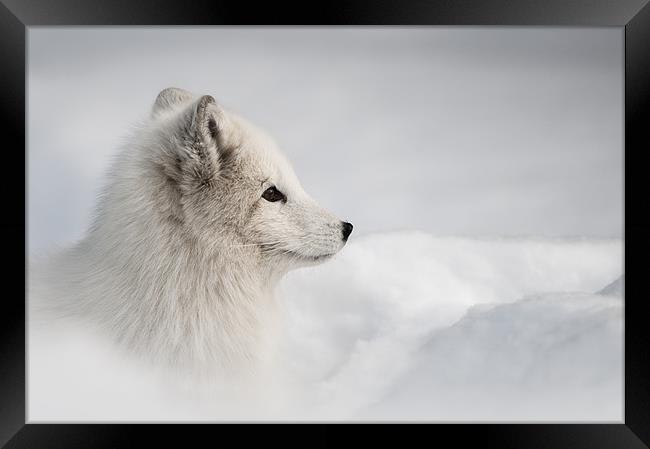 Arctic Fox Framed Print by Natures' Canvas: Wall Art  & Prints by Andy Astbury