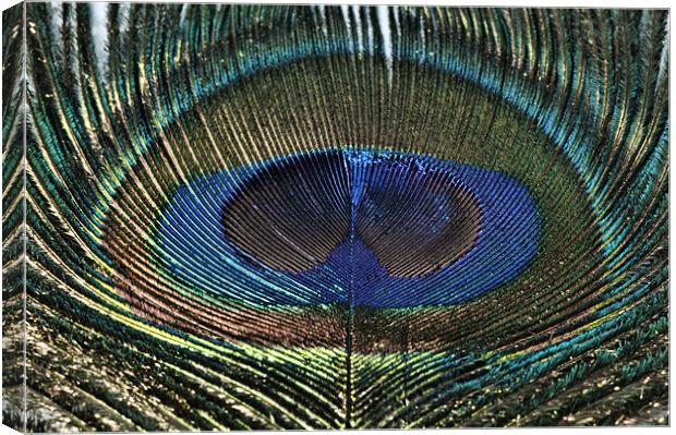 The Eye of the ...... Peacock Canvas Print by Steve Purnell