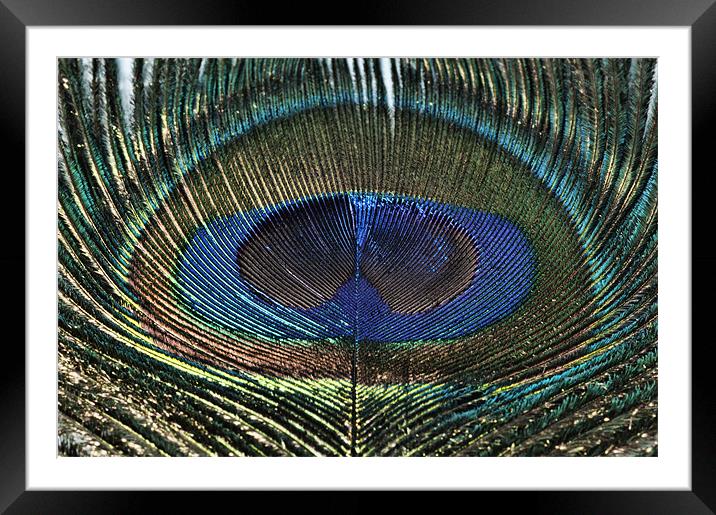 The Eye of the ...... Peacock Framed Mounted Print by Steve Purnell