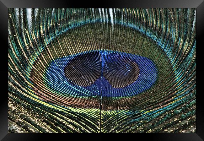 The Eye of the ...... Peacock Framed Print by Steve Purnell