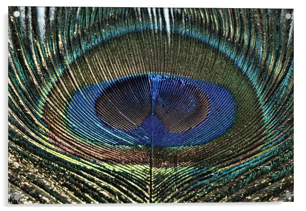 The Eye of the ...... Peacock Acrylic by Steve Purnell