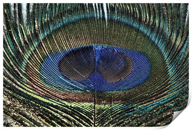 The Eye of the ...... Peacock Print by Steve Purnell