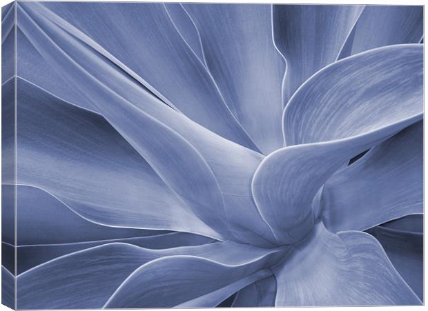 Agave in Blue Canvas Print by Bel Menpes