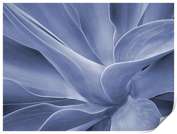 Agave in Blue Print by Bel Menpes