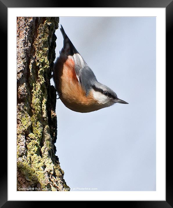 Nuthatch Framed Mounted Print by Rob Lester