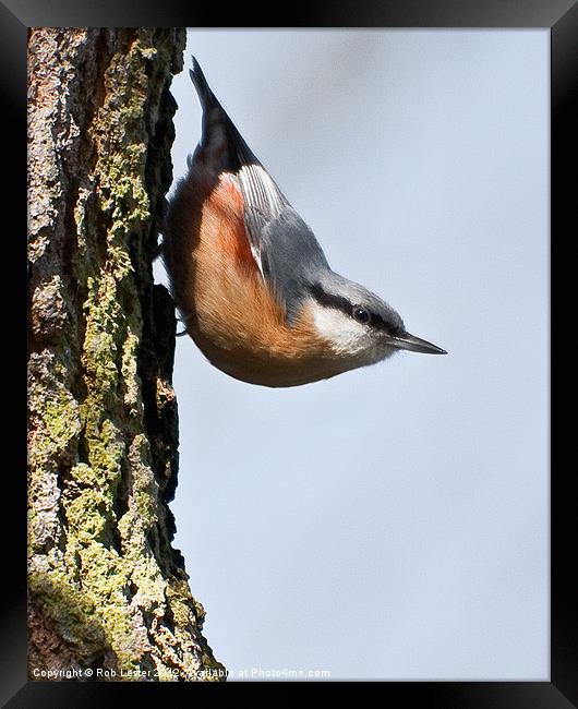 Nuthatch Framed Print by Rob Lester