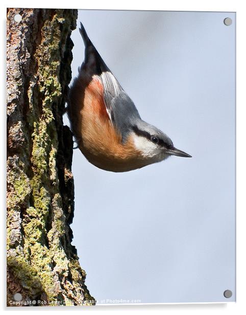 Nuthatch Acrylic by Rob Lester