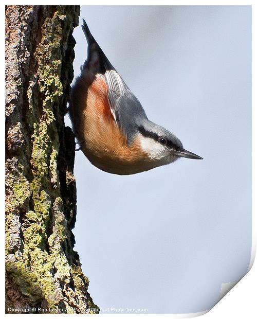 Nuthatch Print by Rob Lester