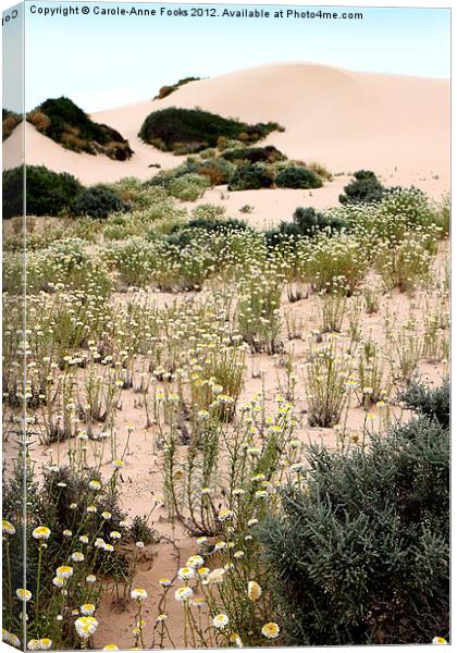 Dunes & Wildflowers at Mungo Canvas Print by Carole-Anne Fooks